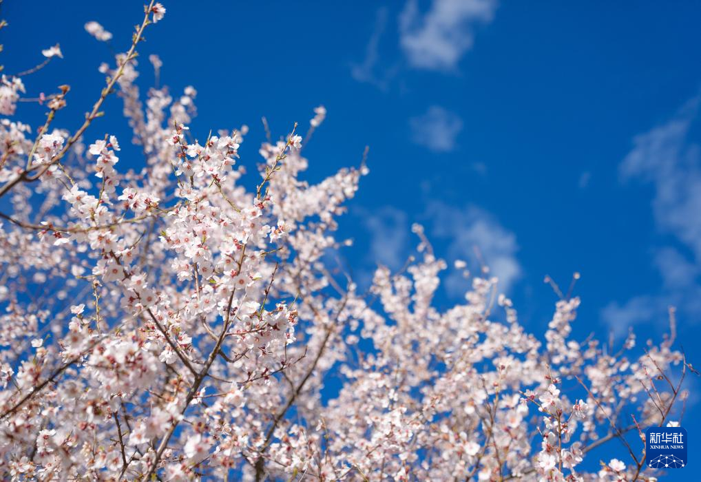 不负高原好春光 林芝桃花节开幕