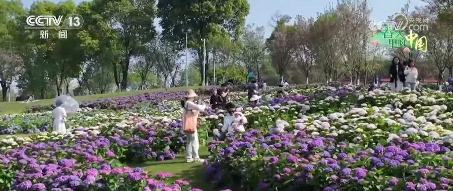 特色花海成百姓增收“钱袋子” 擦亮生态景观美丽名片添彩农文旅发展新画卷