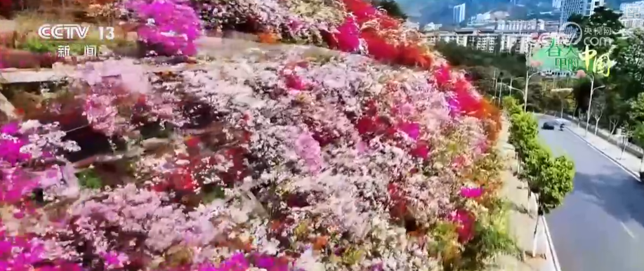 特色花海成百姓增收“钱袋子” 擦亮生态景观美丽名片添彩农文旅发展新画卷