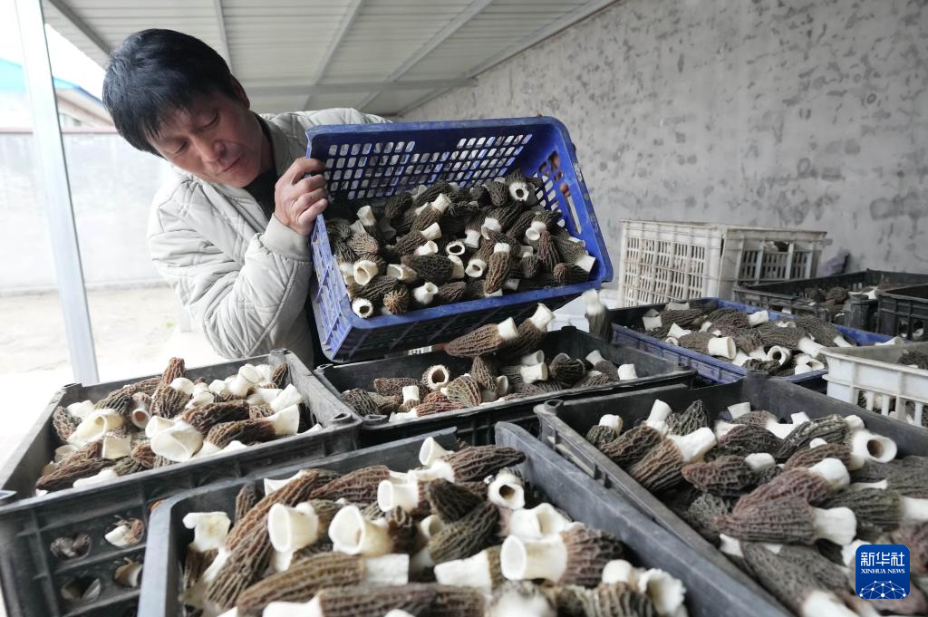 河北迁安:发展特色食用菌种植促农增收