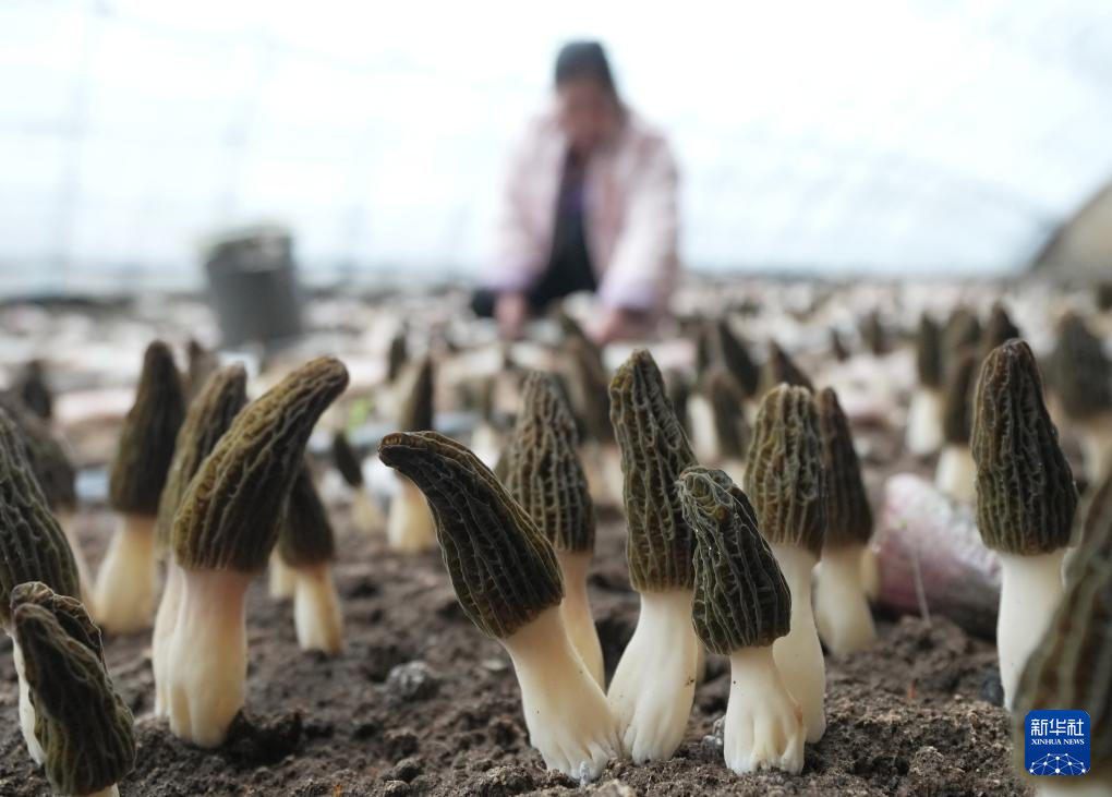 河北迁安:发展特色食用菌种植促农增收