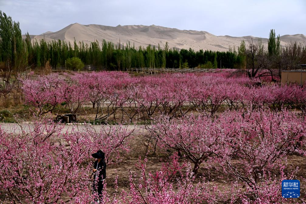 甘肃敦煌:鸣沙山下桃花俏