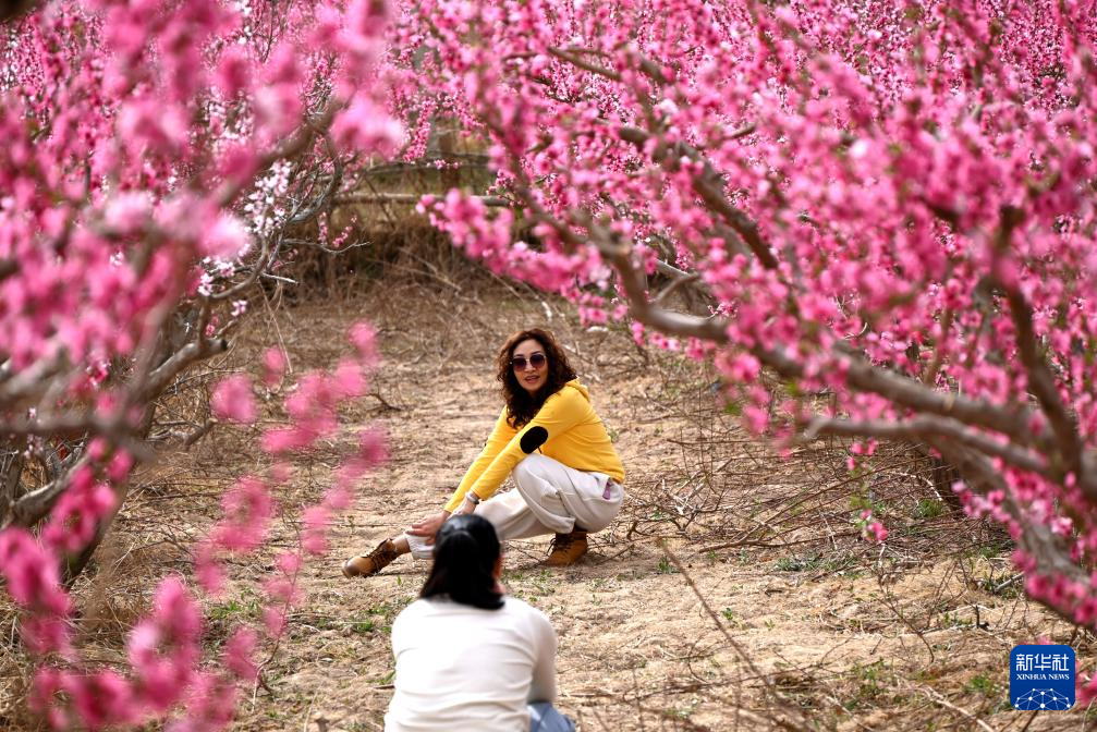 甘肃敦煌:鸣沙山下桃花俏