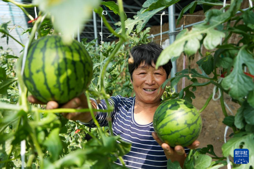 山东潍坊:小型西瓜成熟 瓜农收获忙