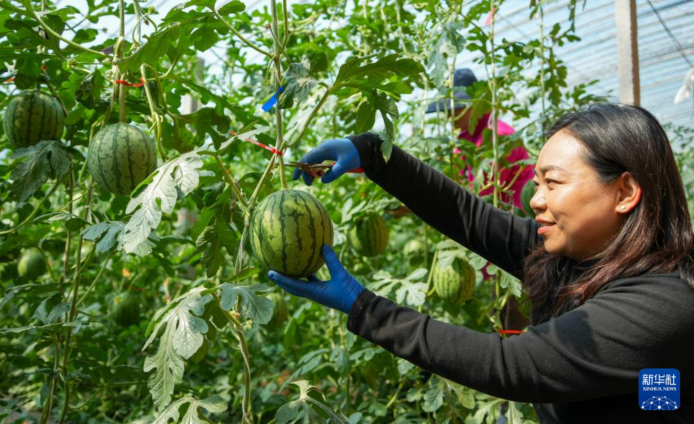 山东潍坊:小型西瓜成熟 瓜农收获忙