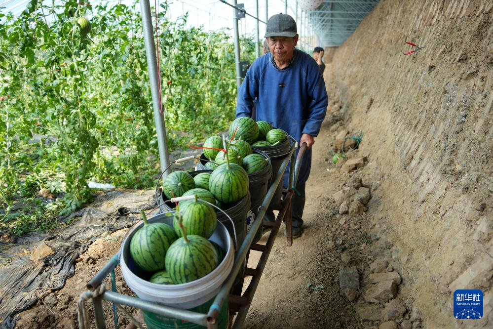山东潍坊:小型西瓜成熟 瓜农收获忙