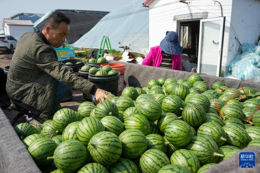 山东潍坊:小型西瓜成熟 瓜农收获忙