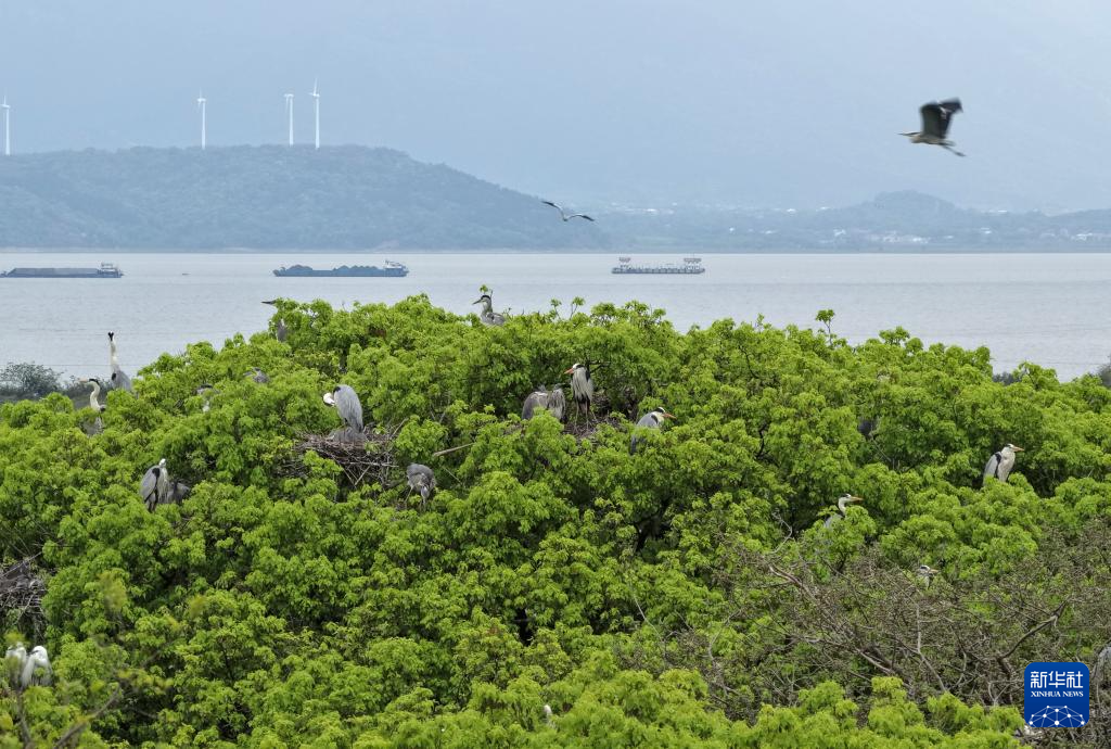 鄱阳湖畔苍鹭村:28年守护 人鸟共家园