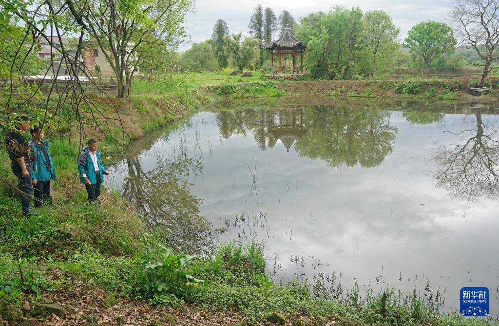 鄱阳湖畔苍鹭村:28年守护 人鸟共家园