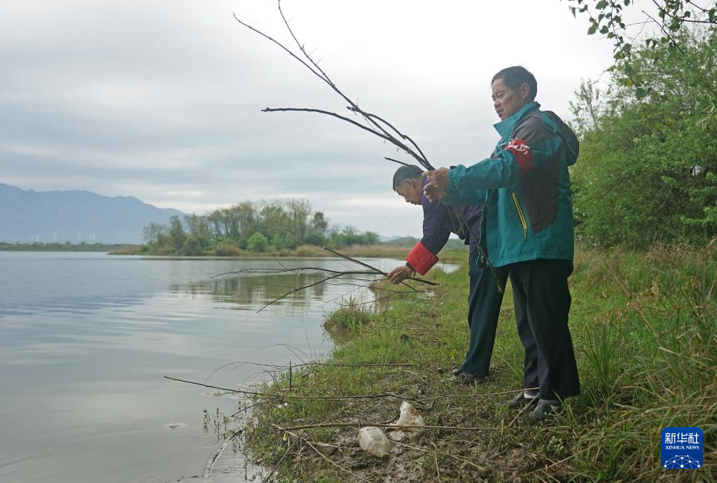 鄱阳湖畔苍鹭村:28年守护 人鸟共家园
