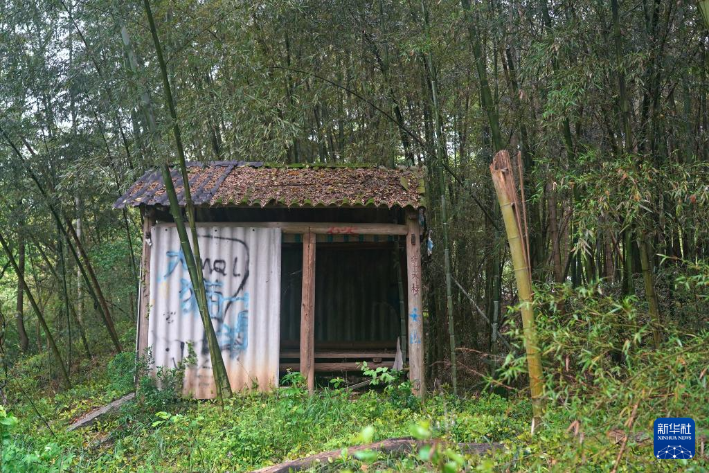 鄱阳湖畔苍鹭村:28年守护 人鸟共家园