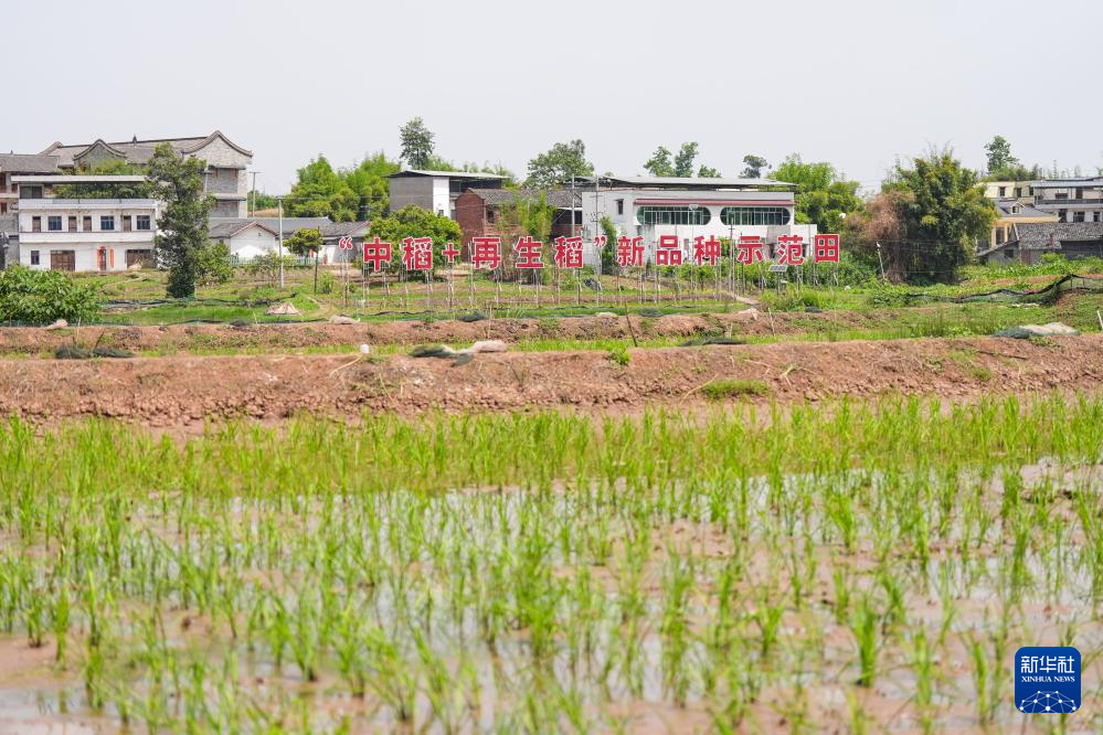 四川富顺:“再生稻之乡”育秧栽插正当时