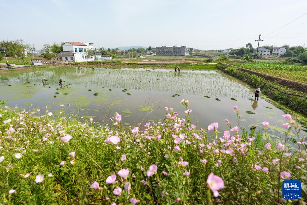 四川富顺:“再生稻之乡”育秧栽插正当时