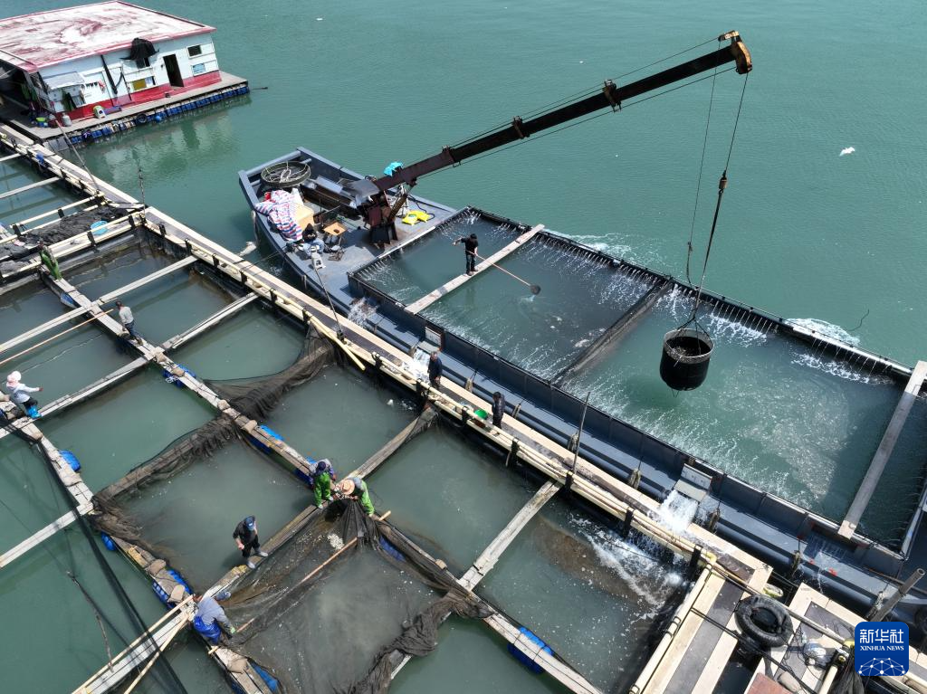 “海上粮仓” ——福建宁德大黄鱼鱼苗陆续投放