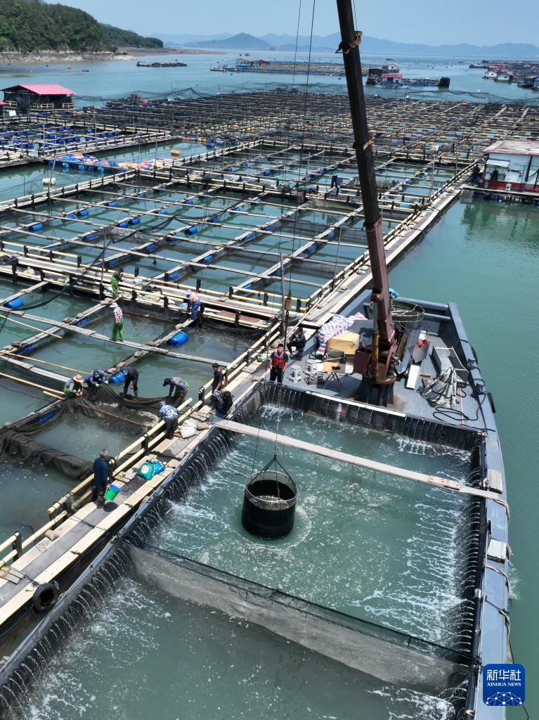 “海上粮仓” ——福建宁德大黄鱼鱼苗陆续投放