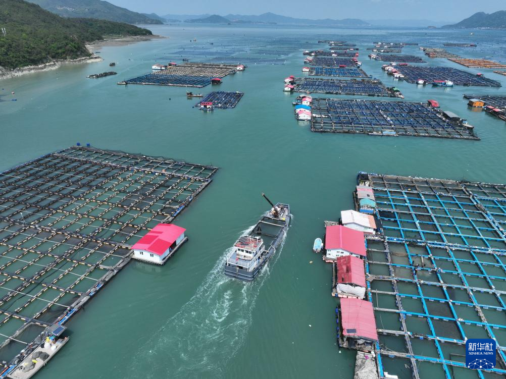“海上粮仓” ——福建宁德大黄鱼鱼苗陆续投放