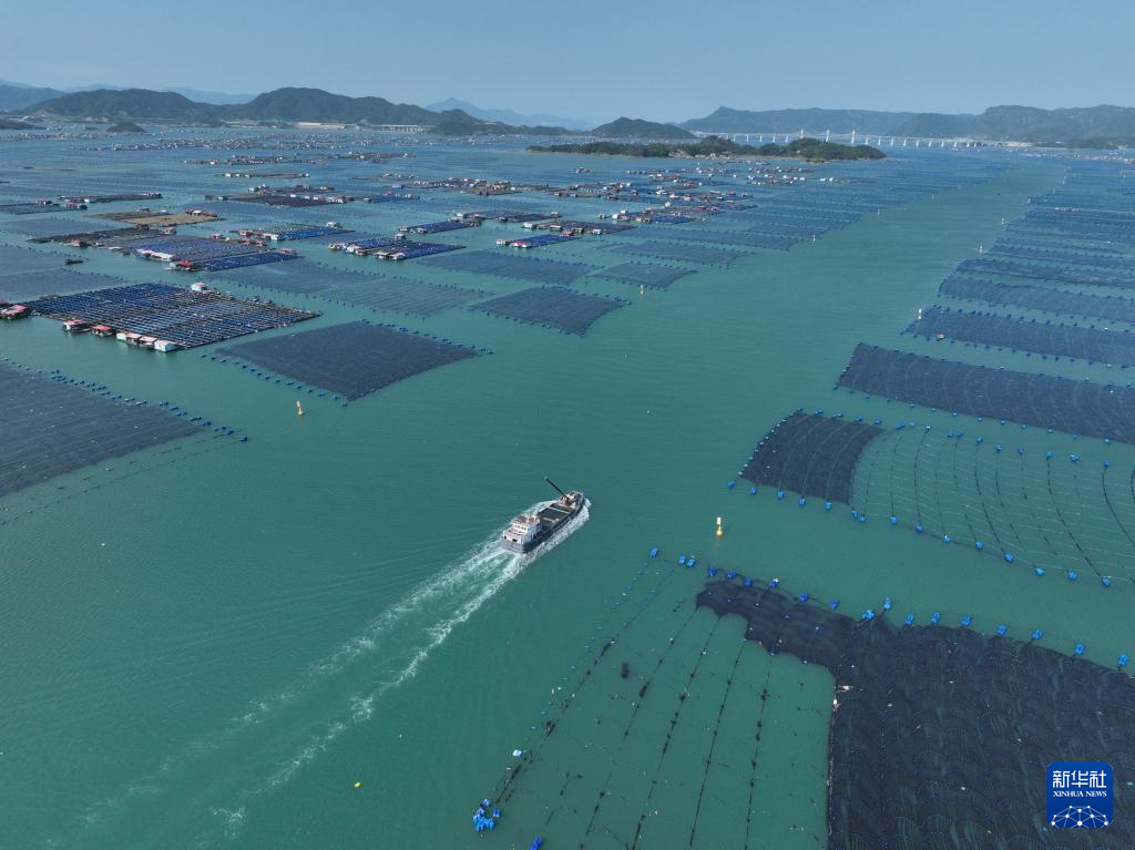“海上粮仓” ——福建宁德大黄鱼鱼苗陆续投放