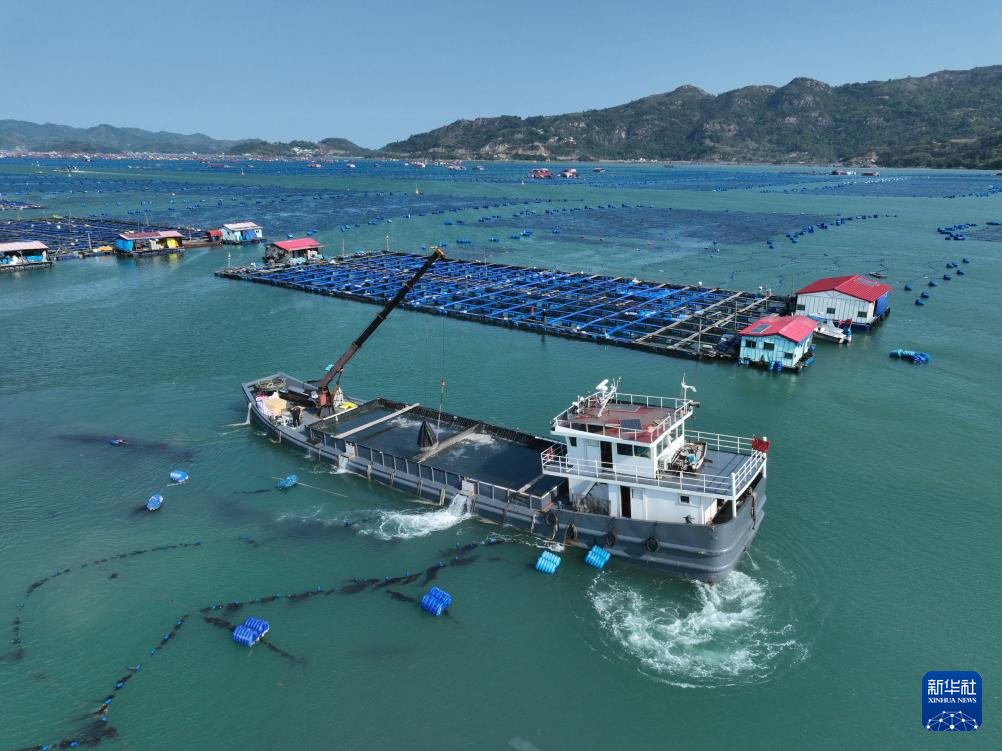 “海上粮仓” ——福建宁德大黄鱼鱼苗陆续投放