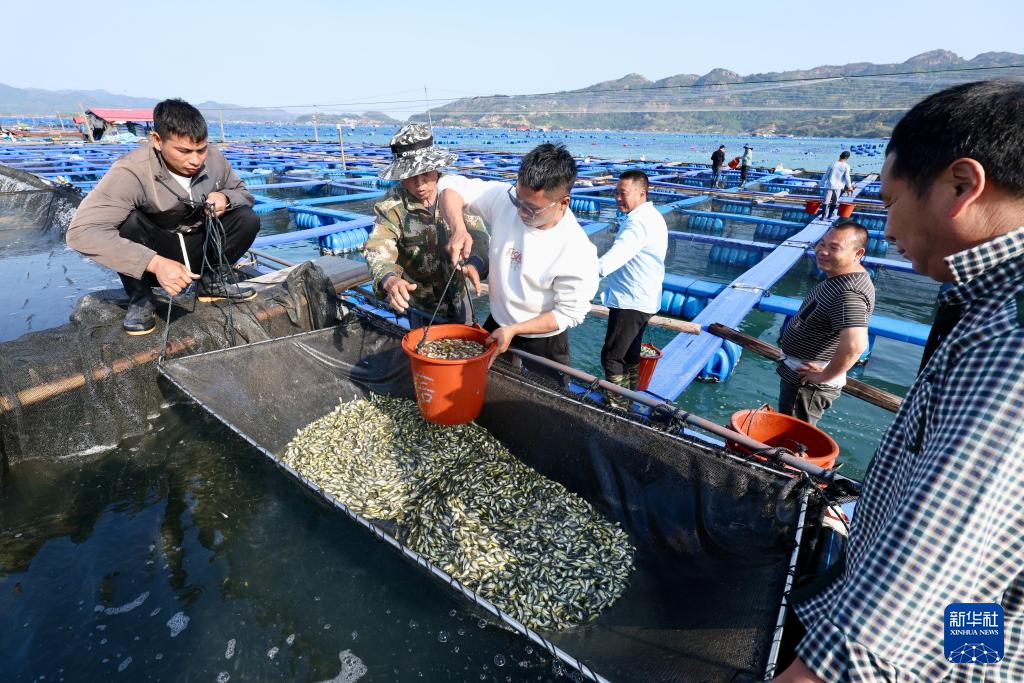 “海上粮仓” ——福建宁德大黄鱼鱼苗陆续投放