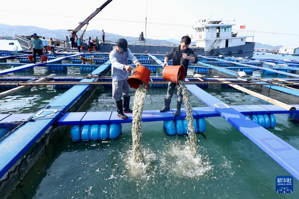 “海上粮仓” ——福建宁德大黄鱼鱼苗陆续投放