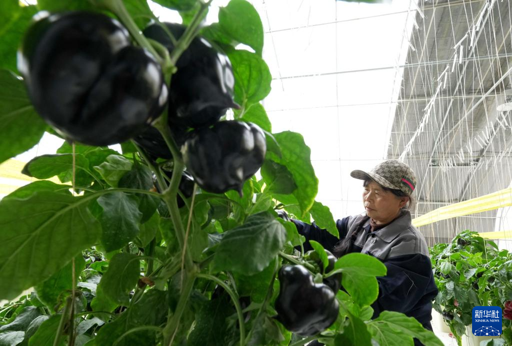 河北卢龙:发展设施农业促农增收