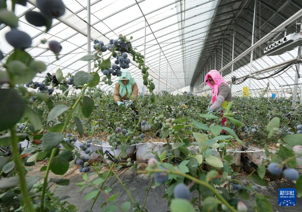 河北卢龙:发展设施农业促农增收