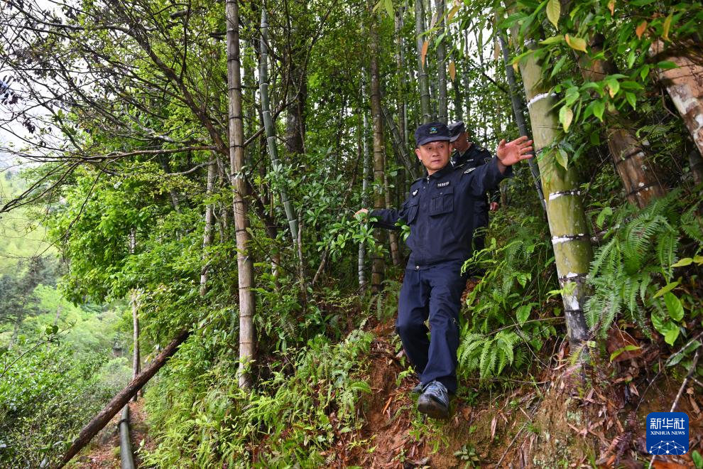 图片故事丨武夷山国家公园的守护者:巡山护林 种茶兴业