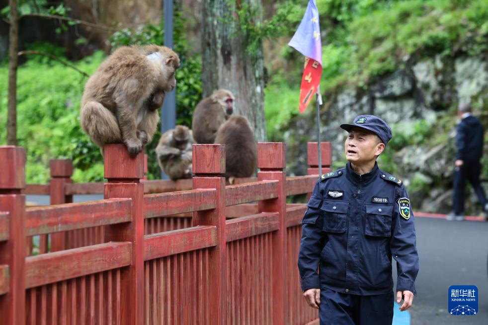 图片故事丨武夷山国家公园的守护者:巡山护林 种茶兴业