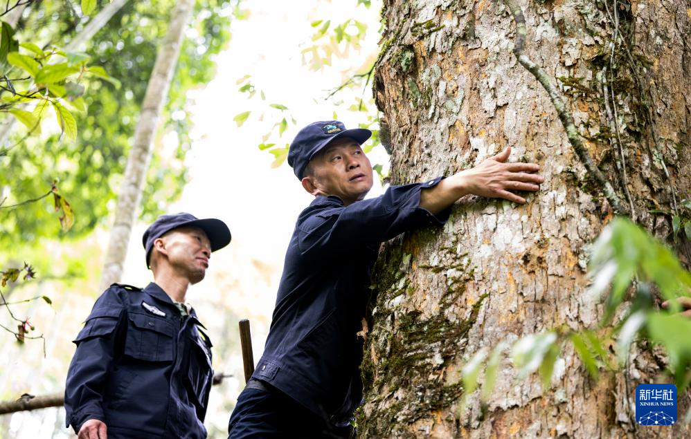 图片故事丨武夷山国家公园的守护者:巡山护林 种茶兴业