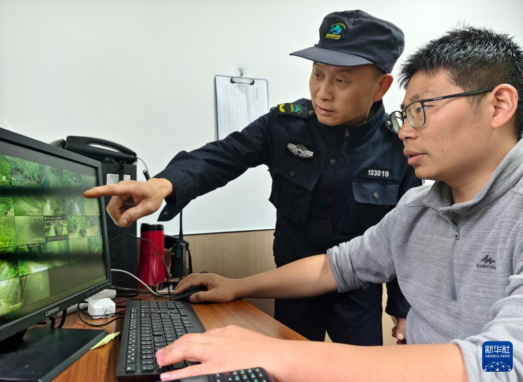 图片故事丨武夷山国家公园的守护者:巡山护林 种茶兴业