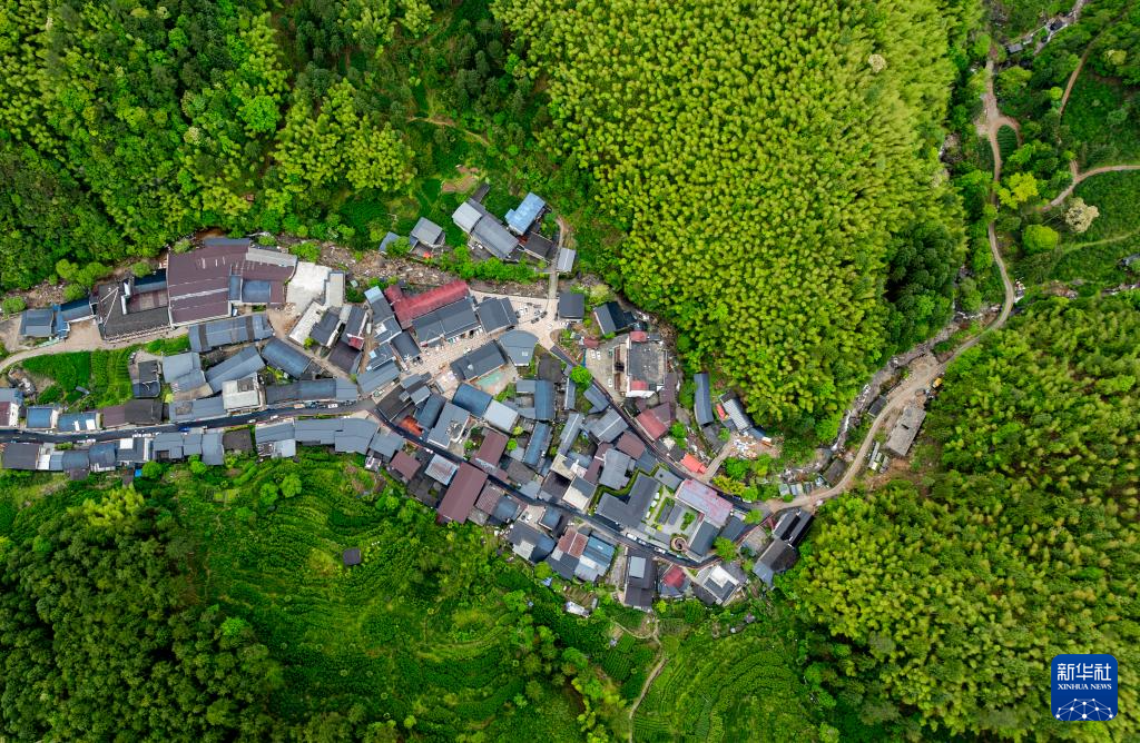 图片故事丨武夷山国家公园的守护者:巡山护林 种茶兴业