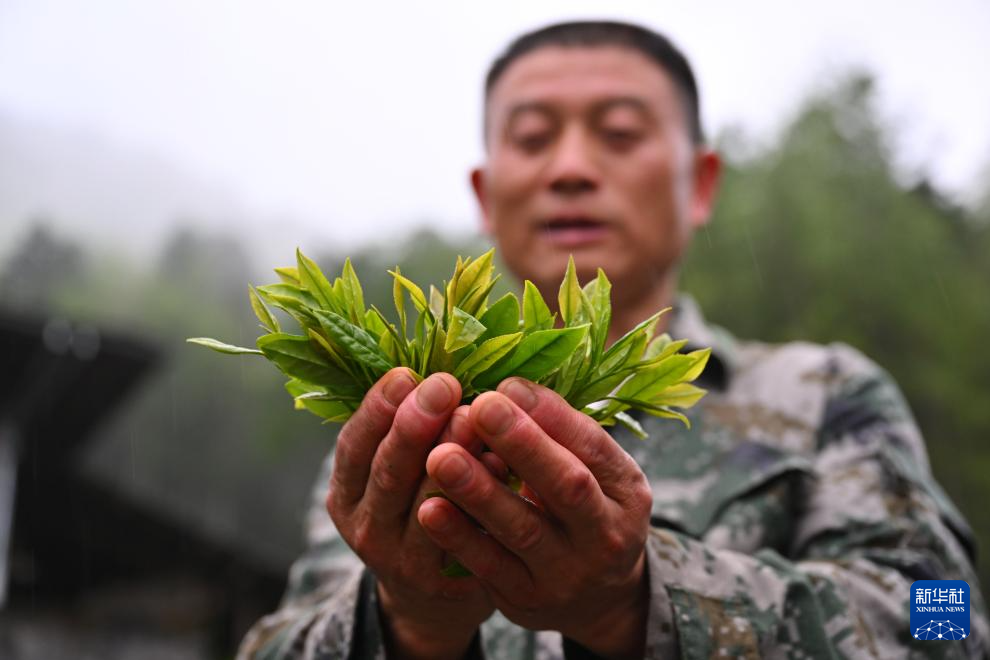 图片故事丨武夷山国家公园的守护者:巡山护林 种茶兴业