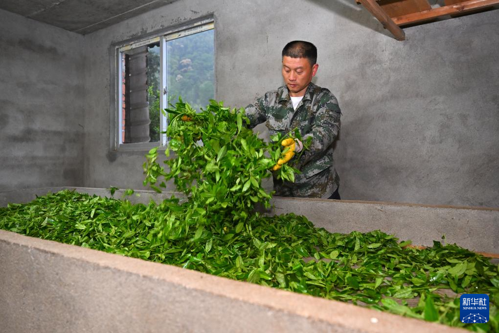 图片故事丨武夷山国家公园的守护者:巡山护林 种茶兴业