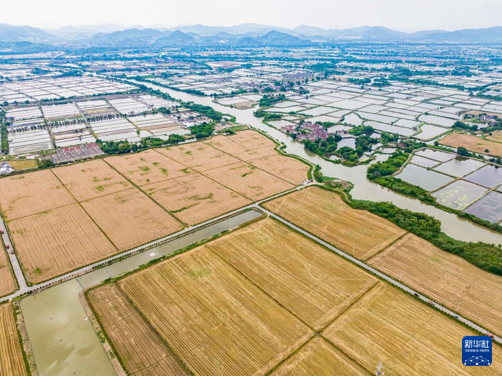 浙江湖州:麦田迎丰收