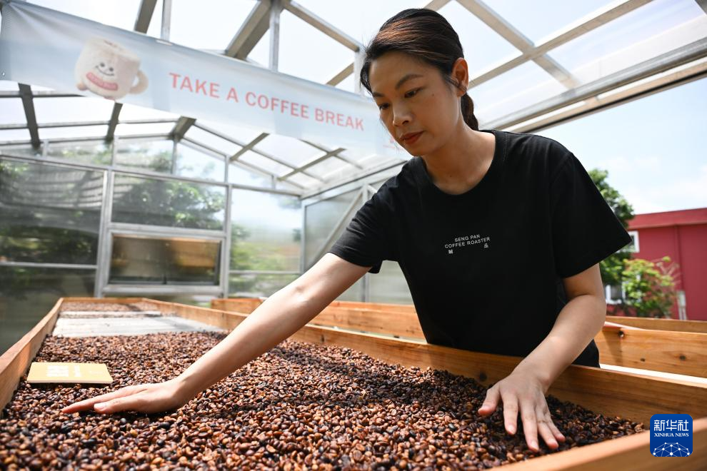 从“豆子”到“杯子” 江门打造咖啡产业全链条体系