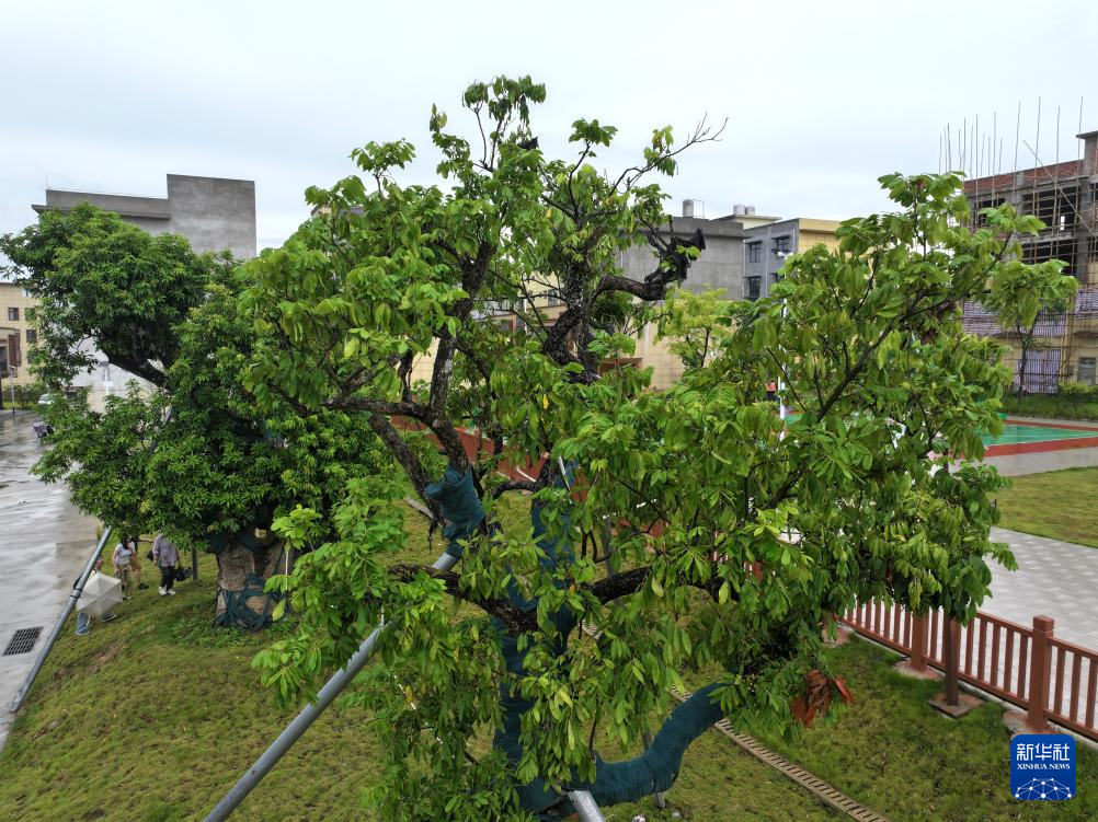 平陆运河百年古树随迁安置新区