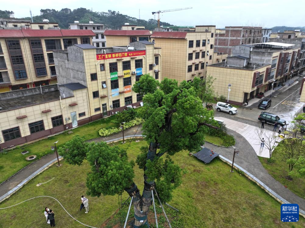 平陆运河百年古树随迁安置新区