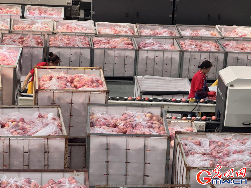 开局之年看中国｜黄土高原上的“苹果掌柜”