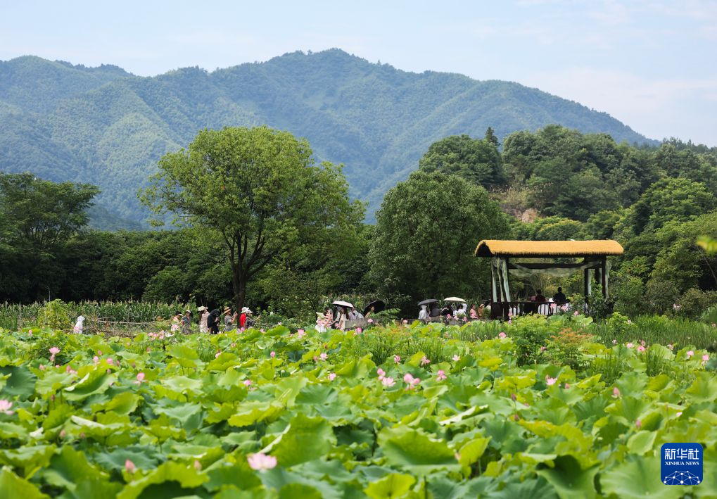 美丽乡村开启夏日荷文化旅游季