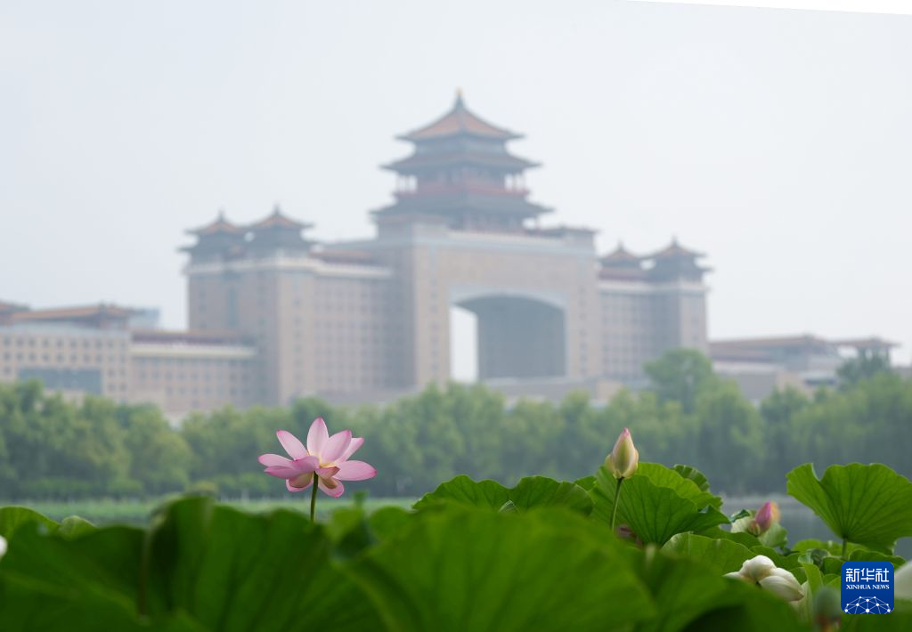 北京:夏日荷花开