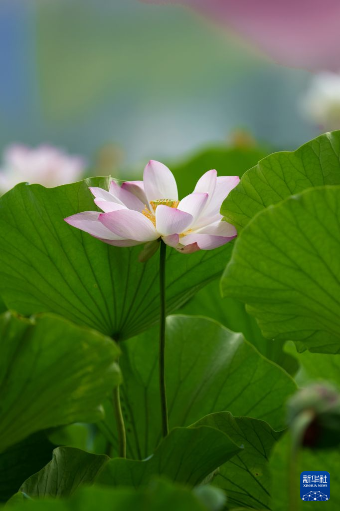 北京:夏日荷花开