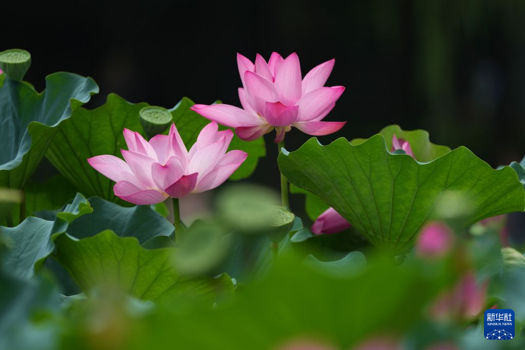 北京:夏日荷花开