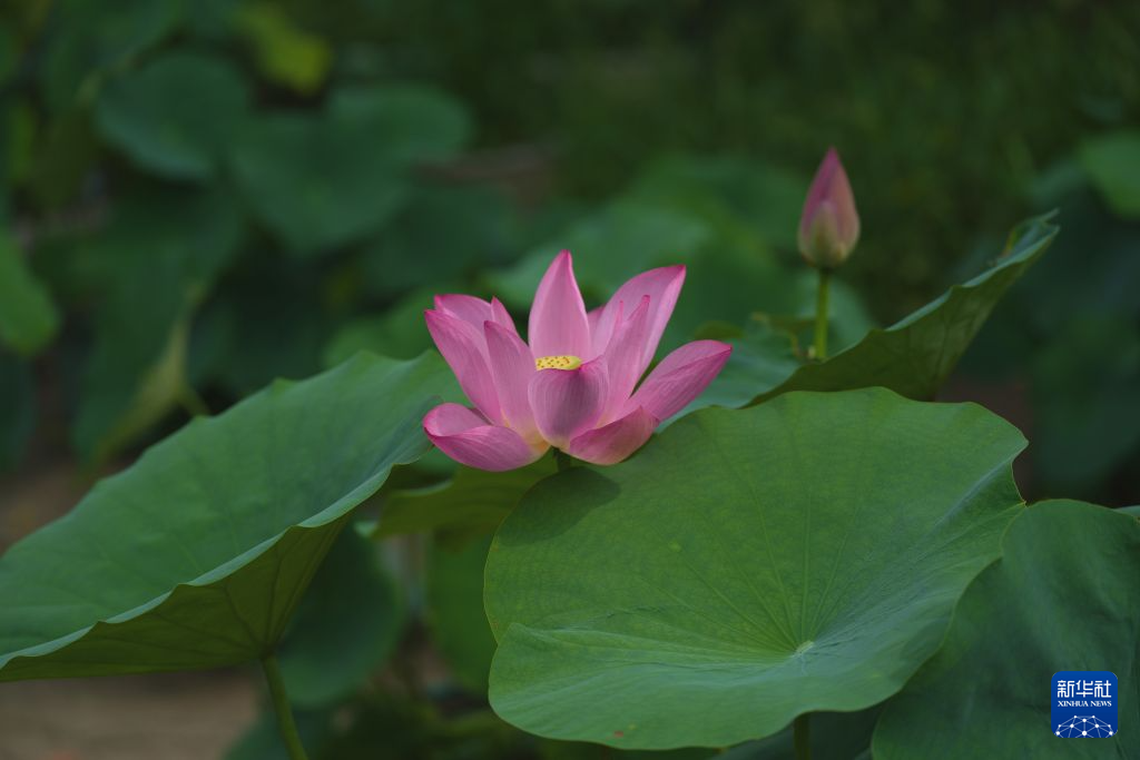 北京:夏日荷花开