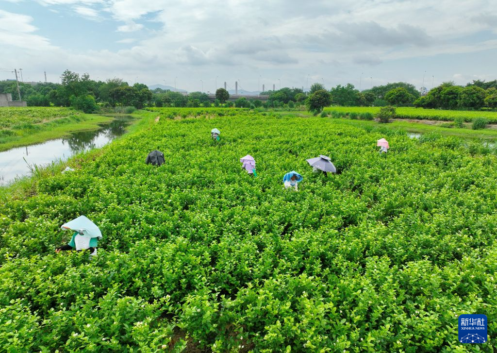 福州:非遗茶香赋能文旅新发展