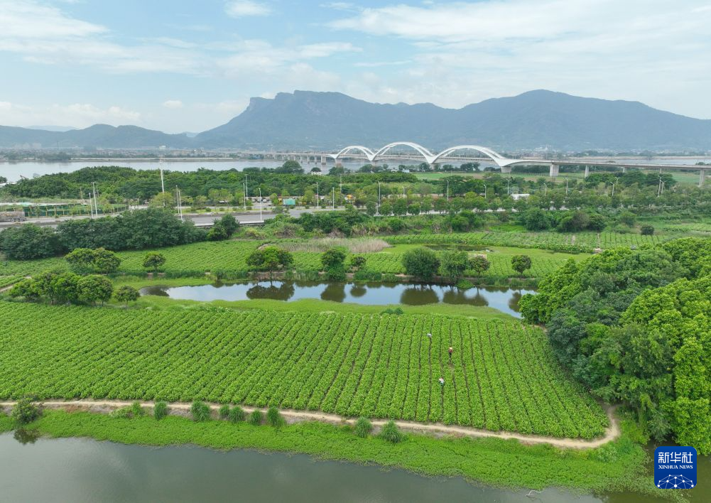 福州:非遗茶香赋能文旅新发展