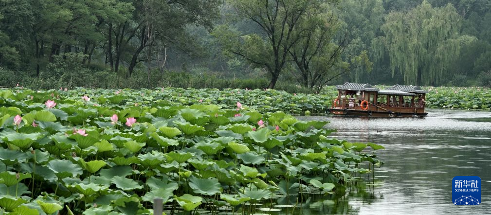 北京圆明园:映日荷花别样红