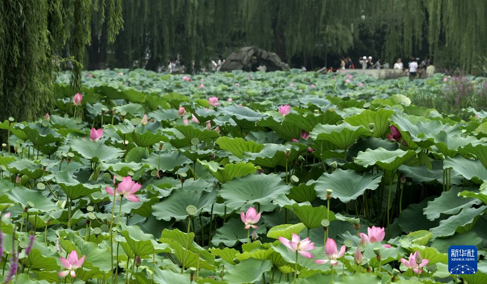 北京圆明园:映日荷花别样红