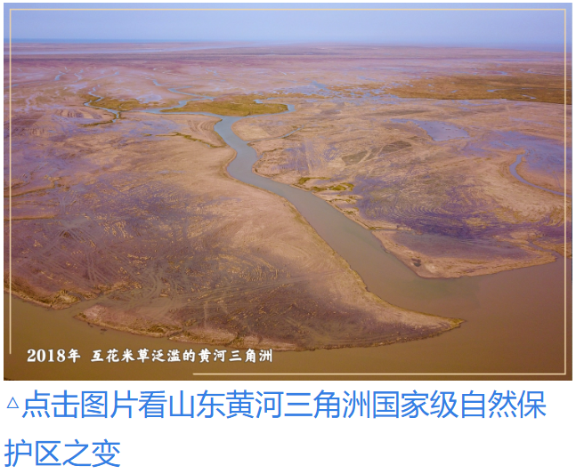 镜观·回响|九曲叠翠 黄河焕新