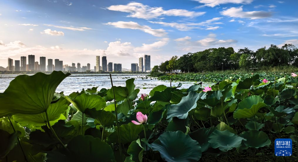 美丽中国丨碧水长天开画卷 荷风十里入东湖