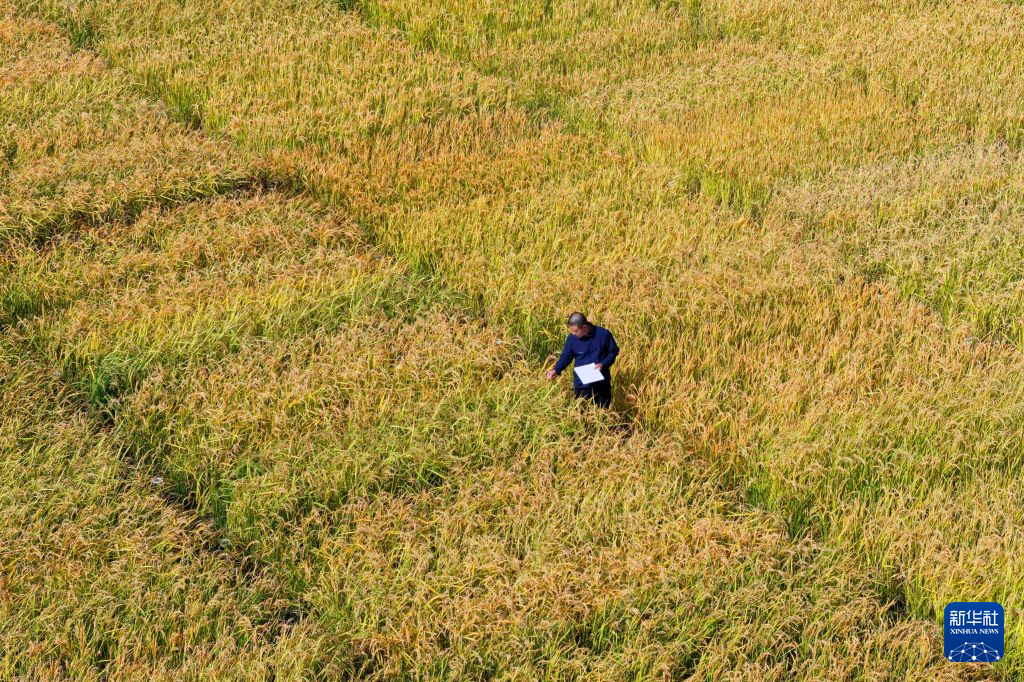 采集希望之种 他们是黑土地上的农业“芯片”守护者